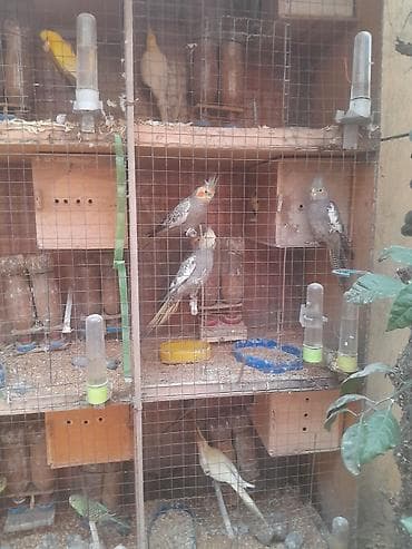 quşlar: Korella 30 — 4