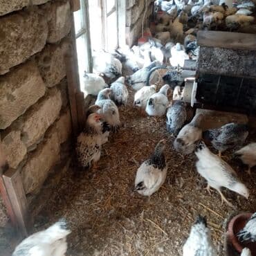 kend teserrufati avadanliqlari satisi: F6-serebrist cücələr satılır vitamin və dərmanlar verilib tam sağlam — 10