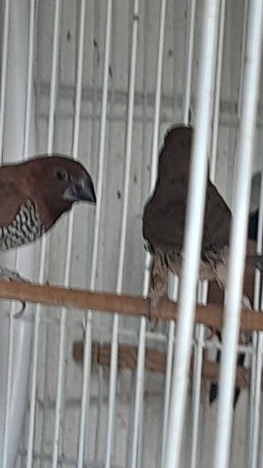 hazir belekler: Hazır cut muskat amadinler — 1