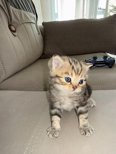 pisik ag: Britan — 6