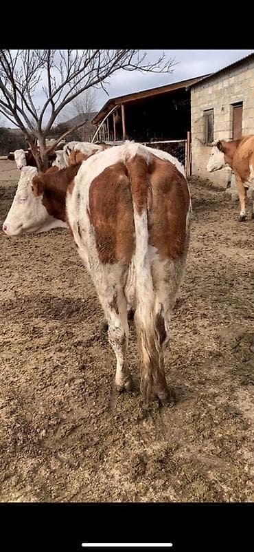 Dişi, Simental, il: 2, Damazlıq, Südlük