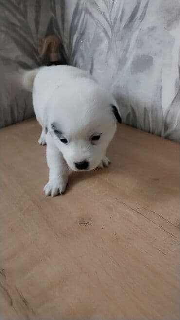 i̇t balası: Balaca it balaları – sevimli ev dostları - Cins: qarışıq (kiçik — 6