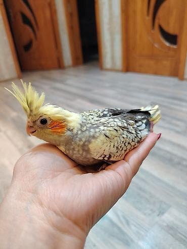 balonka it satilir: Nimfa papuqayı (Cockatiel) – əllə böyüdülmüş, insanla ünsiyyətə açıq — 6