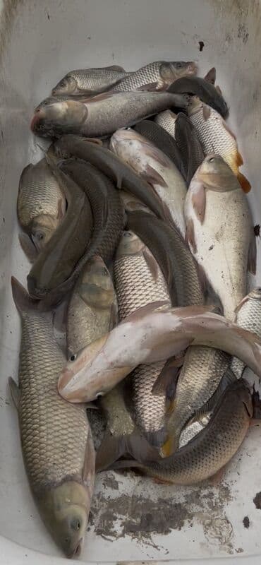 Şirniyyat məhsulları: Məhsul: Çay/ göl balıqları qarışığı Tərkibi: - Sazan (qarışıq — 1