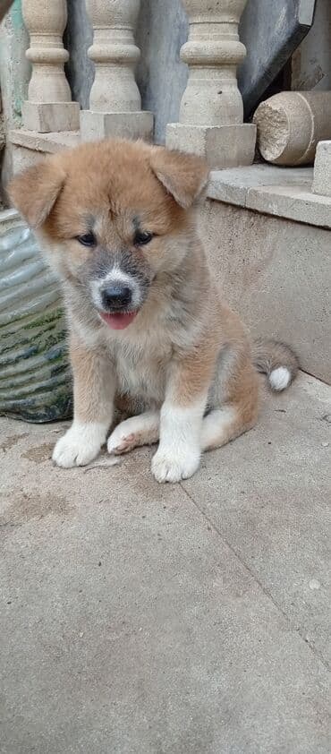 böyüməyə itlər: Akita-inu, 2 ay, Erkek, Ödənişli çatdırılma — 7