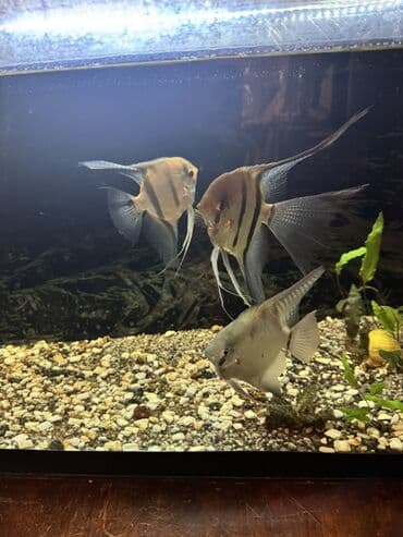 itlə barter: Mələk balığı (skalyari), Sülhsevər — 4