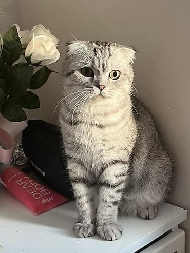 Pişiklər: Şotlant erkekdi cütləşdirilir — 1