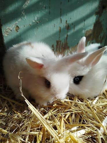 balaca dovşan: Miniatür dekorativ dovşanlar – müxtəlif rənglər və uzun tüklü Lionhead — 2