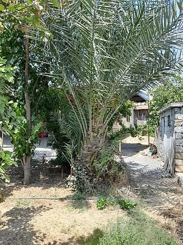 bezek bitkileri: Xurma xurması qiymet razilasma yolu ile. (Phoenix dactylifera) – — 2