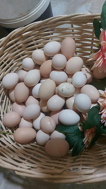 kənd toyugu: Toyuq, Australorp, Damazlıq — 3