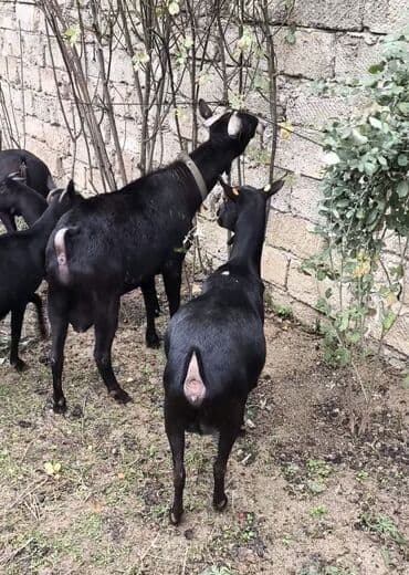 cins inekler azerbaycanda: Təmiz orginal murciyano keçiləri yetik boğazdılar 6 dənə keçidi — 1