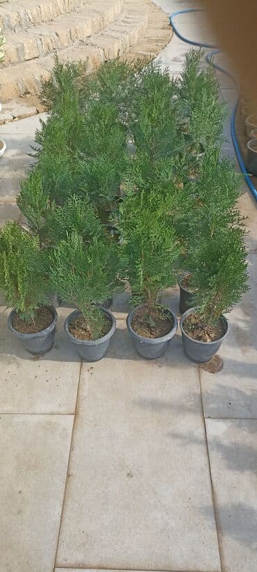 gül toxumları satışı: Dekorativ çöl bitkilərinin satışı və Sifarişlə yetişdirilməsi.Satış — 18