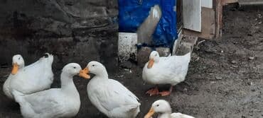 Dişi, | Kuban, Damazlıq, Ünvandan götürmə lalafo.az -da Dişi, | Kuban, Damazlıq, Ünvandan götürmə