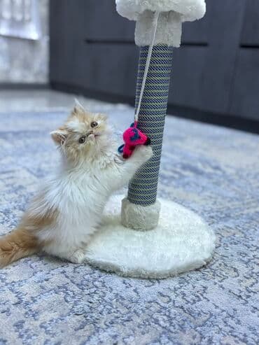 pers pişik: Fars — 2