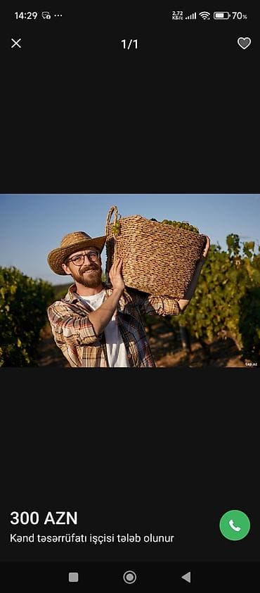bağ evi işi: Kənd təsərrüfatı işçisi tələb olunur — 300 AZN 350azn. həftədə 3 dəfə — 1