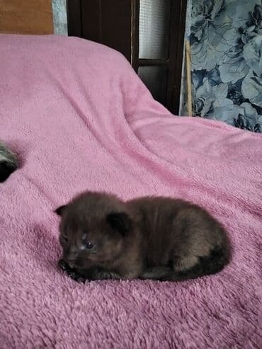котята в добрые руки баку: Meyn-kun, Erkək, Dişi, Ünvandan götürmə — 6