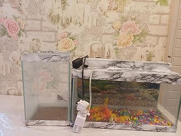 akvarium baki: Akvaryum dəsti - 2 ədəd şüşə akvaryum: biri enli-uzun düzbucaqlı — 3