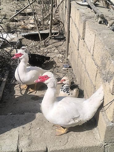 Quşlar: Muscovy ördəkləri (indo-ördəklər) – müxtəlif rənglərdə Təsvir: - — 1