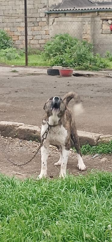 kaski itleri: Qurdbasar, 1 il, Dişi, Peyvəndli, Pulsuz çatdırılma — 4