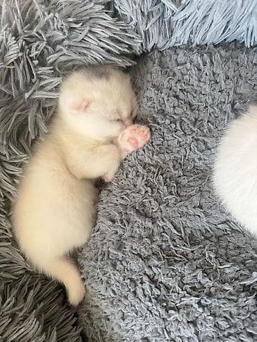 Şotland yastı qulaq lalafo.az -da Şotland yastı qulaq