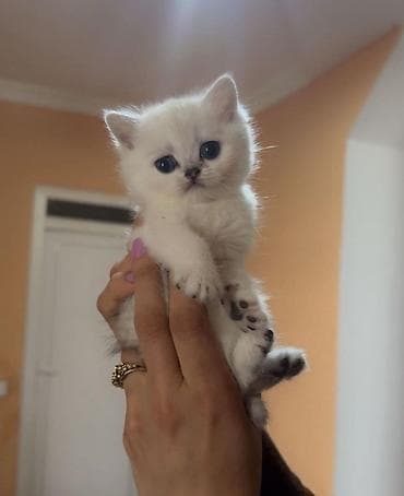 pişiy adları: Britan — 1