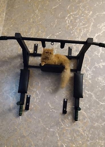 pişiy: Fars, Erkək, Yaxşı əllərə — 2