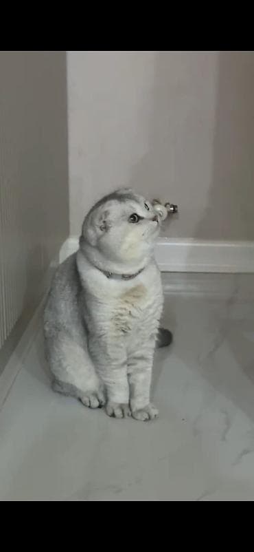 boz pişik: Şotland yastı qulaq — 2