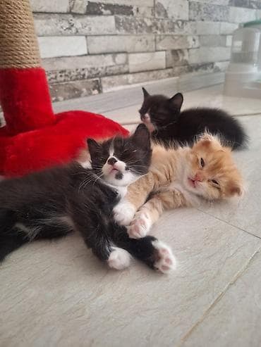 şotland pişiyi satisi: Şotland — 4