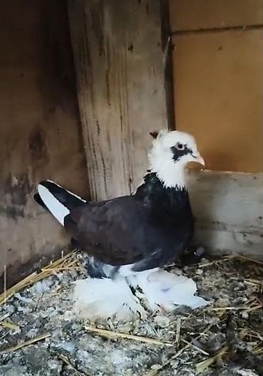 Cins göyərçin – ağ başlı, qaraya çalan gövdəli, quyruğunda ağ zolaqlı