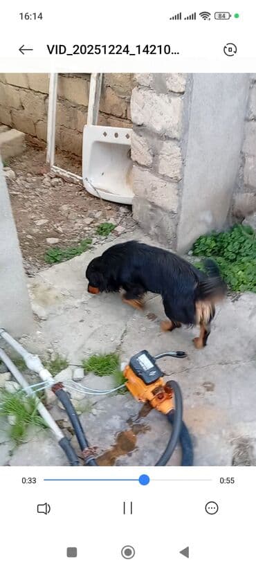 3D panellər: Sotluq – it balaca ölçülü ov iti (daxshund / taksa tipli) — 2