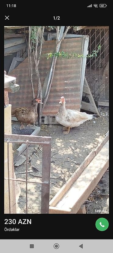bire dermanlari: Mullar (musk ördəklər) – 2 baş • Cins: Mullar (musk/indo duck) • — 1