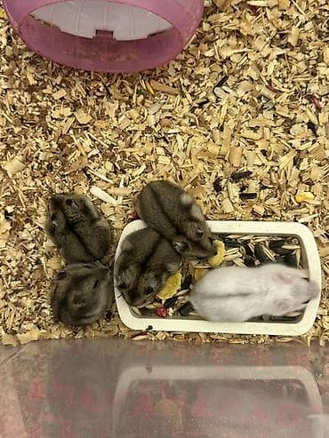 Digər avtomobillər: Cırtdan hamsterlər – Dwarf hamster balaları - Növ: Cırtdan — 8