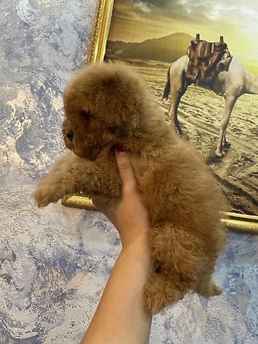 volkodav itleri: Pudel, 2 ay, Erkek, Peyvəndli, Ünvandan götürmə — 4