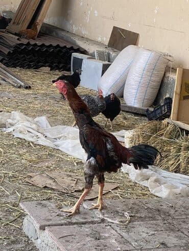meşe xoruzu: Toyuq, Damazlıq — 3