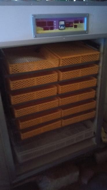 50 яиц, Для всех видов птиц — 2