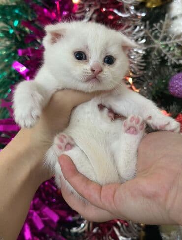 pişik balası: Britan yastı qulaq, Erkək, Dişi — 3