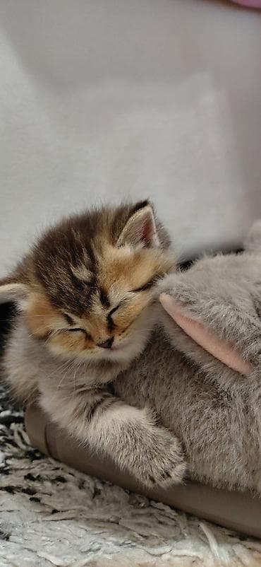 sort pişik: Qızıl şinşilla — 3