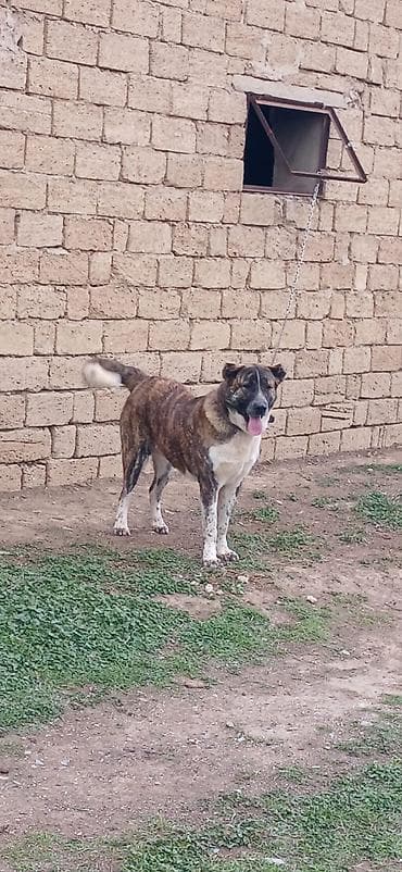 Qurdbasar, 1 il, Erkek