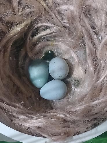 quş yemi: Cut bulbul satiram avsyanka sortudu super oxuyur cox gozeldi rengide — 2