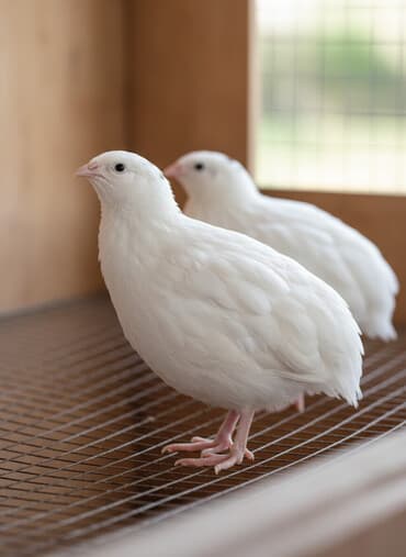 saanen keci satisi azerbaycanda: Masallı. Salam Aləykum. Ağ Texas bildirçinlərinin yumurtası mövcuddur — 3