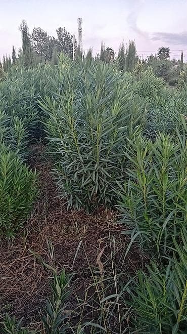 Oleandr (Nerium oleander) kolları - Landşaft üçün dekorativ — 1