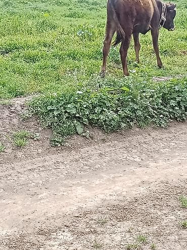 heyvanlar alemi: Erkeydi riyalı alci zengin vursun hevan celilabada — 4