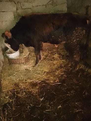 С/х животные и товары: Məhsul: Erkək dana 1yas yarimliq danadı .sağlamdı . heç bir problemi — 2