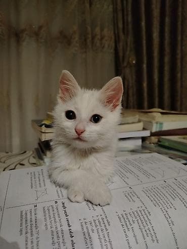 Türk anqora, Dişi, Yaxşı əllərə, Ünvandan götürmə