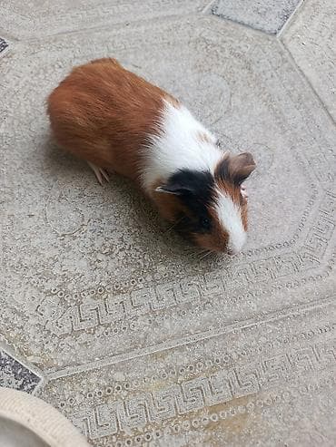 Trikolor (ağ-qara-qəhvəyi) rəng palitrasında, qısa tüklü balaca dəniz