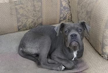 heyvalar: Kane-Korso, 6 ay, Erkek, Peyvəndli — 2