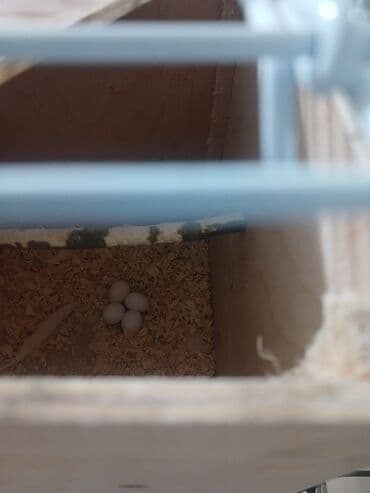 sağlam həyat sağlamlıq mərkəzi: Tam saglam cüt karella 2 dənə balası ilə bir yerdə bahalı qəfəs yem — 4