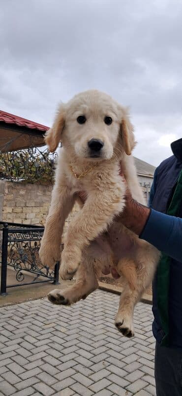 Retriever, 2 ay, Erkek, Peyvəndli lalafo.az -da Retriever, 2 ay, Erkek, Peyvəndli