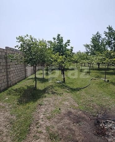 bakı qusar avtobus: 12 sot, Kənd təsərrüfatı, Barter mümkündür, Kupça (Çıxarış) — 2