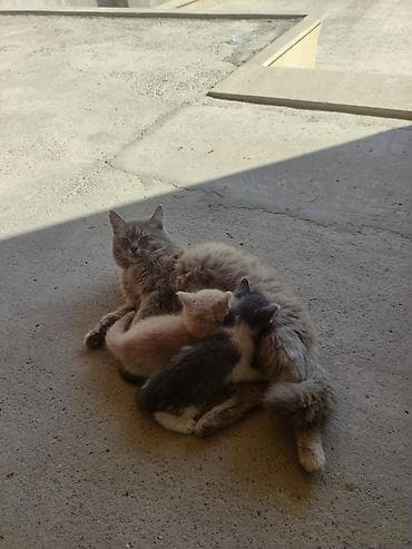 Pişiklər: Yaxşı əllərə — 1